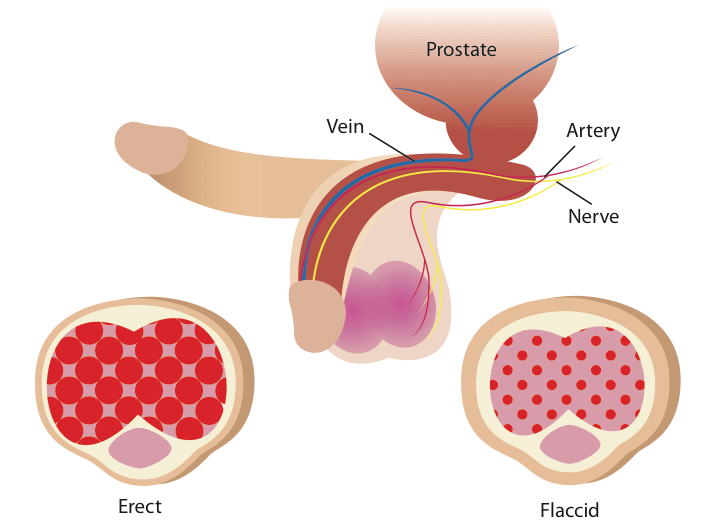 Erectile-dysfunction