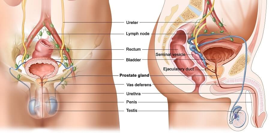 Cialis Role in Rehabilitation of Patients after Nerve-Sparing Prostatectomy